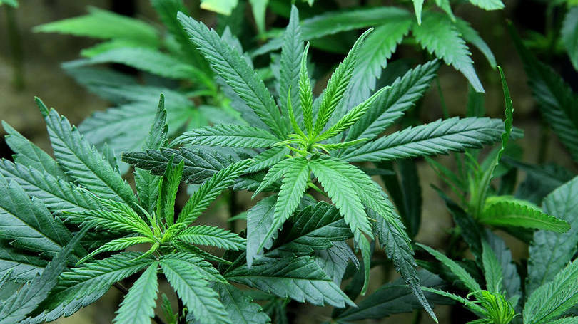 Maconha: um componente da planta pode ser usado no tratamento do Mal de Alzheimer