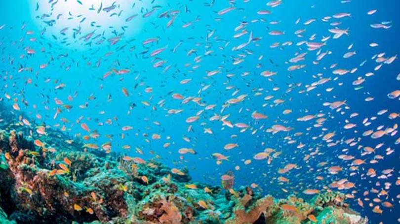 Fundo do mar: oceanos são heróis e vítimas do clima.