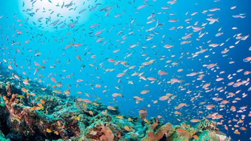 Fundo do mar: oceanos são heróis e vítimas do clima.