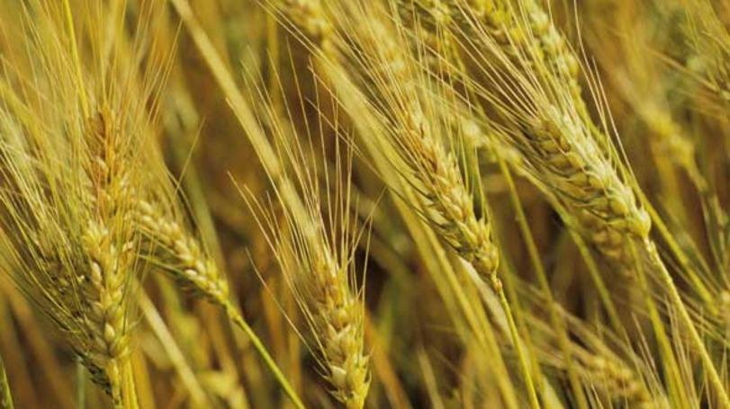 Trigo: decisão ocorre às vésperas do início da temporada de importação, que deve começar neste mês