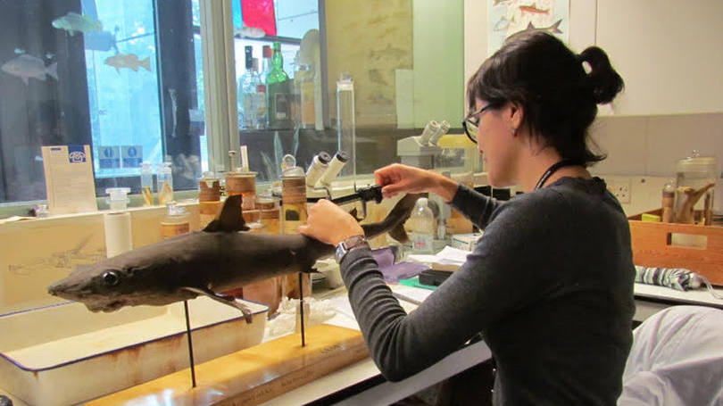 Tubarões: quatro espécies do animal foram descobertas na costa brasileira e catalogadas