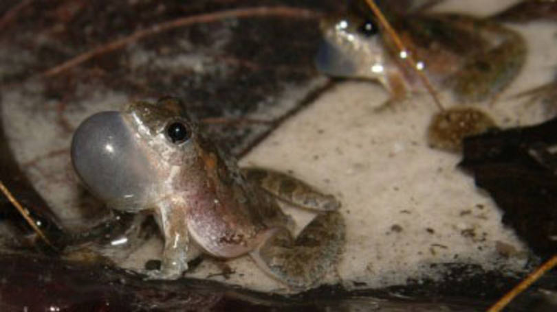 Rã: encontrada no Ceará e do Rio Grande do Norte, nova espécie é a 19ª de grupo conhecido como rãzinhas do brejo, típicas da América do Sul