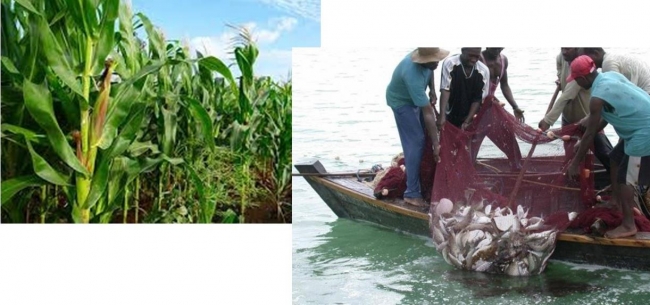 FÓRUM INTERNACIONAL DOS SECTORES AGRÁRIO E PESQUEIRO INICIA HOJE EM CHIMOIO