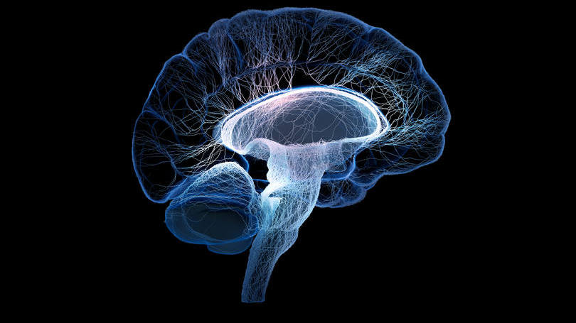 Cérebro: "vamos ver os jovens como crianças e terminaremos os vendo como jovens adultos", afirmou professor da Florida International University