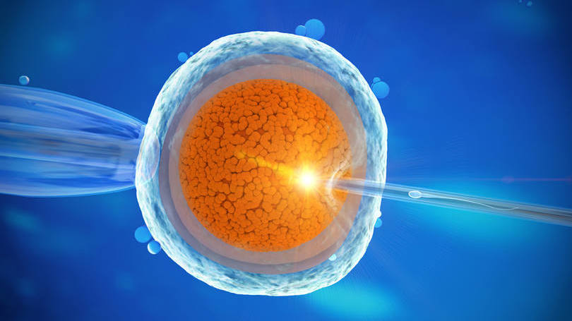 Fertilização: a taxa de sucesso do procedimento foi quase igual a taxa de sobrevivência de bebês gerados a partir de fertilizações in vitro