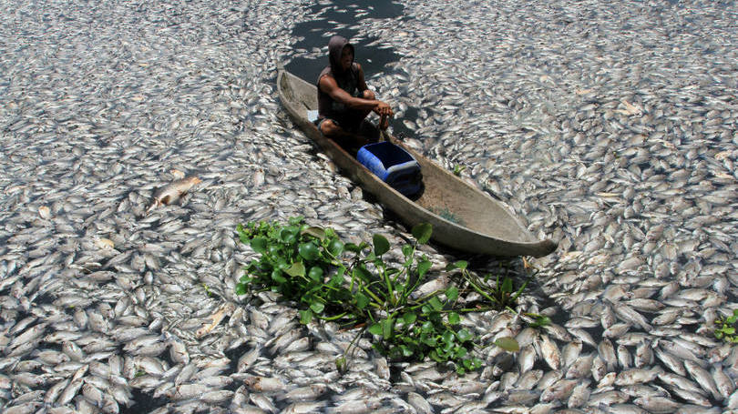 Indonésia  Foto mostra um homem em uma embarcação de madeira navegando no Lago Maninjau. De acordo com a Reuters, uma mudança nas condições da água reduziu os níveis de oxigênio, fazendo com que milhares de peixes morressem.