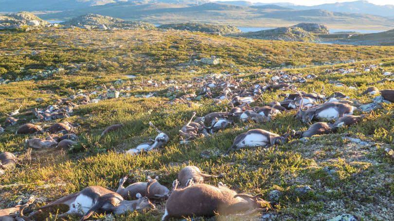 Noruega  Mais de 300 renas morreram em decorrência de um raio em Hardangervidda, área montanhosa localizada ao sul da Noruega. Segundo autoridades ambientais do país, a região é uma notória rota migratória desses animais. Durante tempestades, assim como ovelhas, as renas se mantém unidas em grupos. 