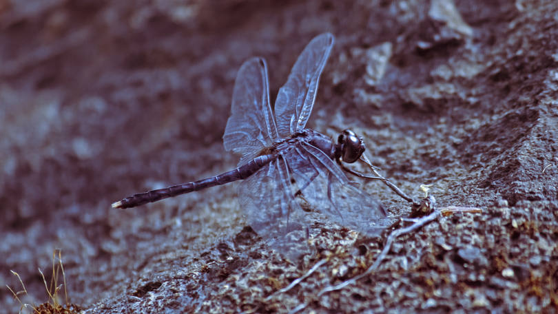 Física - Libélulas góticas Duplo IgNobel! O mesmo grupo de pesquisa descobriu que cavalos brancos atraem menos moscas e que as libélulas amam lápides de cemitério pretas. Pena que elas confundem a superfície com a água, botam ovos ali e os descendentes não sobrevivem.