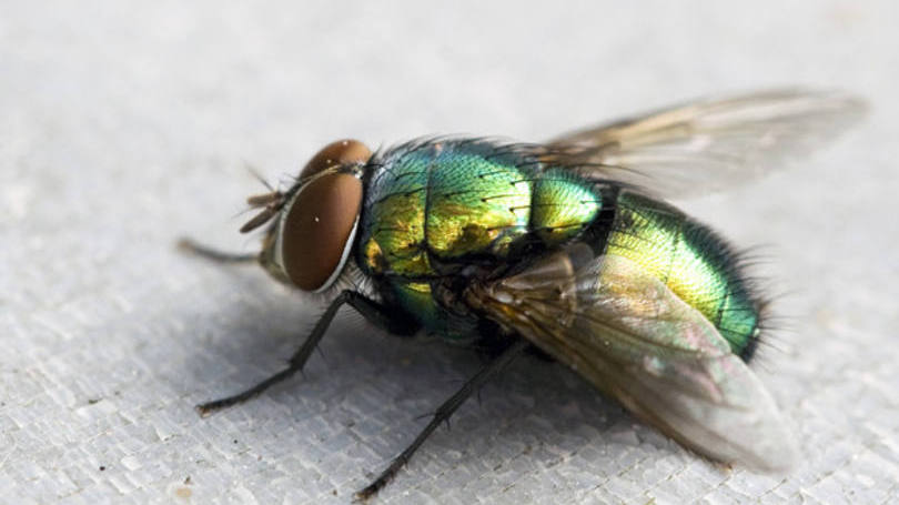 Literatura - O senhor das moscas 2.0 Fredrik Sjöberg escreveu uma autobiografia em dois volumes (o terceiro está para ser publicado) que, juntos, somam 848 páginas sobre seus 7 anos colecionando moscas - e veja bem, existe uma grande diferença entre a coleção de moscas mortas e aquelas que não estão mortas ainda.