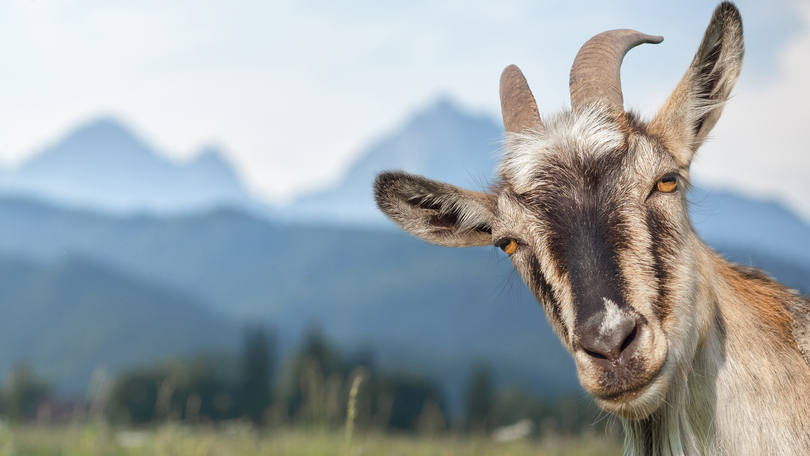 Biologia - Bicho homem Dois “metamorfos” dividiram o prêmio: Charles Foster, escritor que passou meses como um um texugo, uma lontra, um veado, uma raposa e um andorinhão - vivendo nos mesmos habitats e se alimentando como eles (minhocas eram parte do cardápio). Outra metade do prêmio foi para Thomas Thwaites, que criou uma roupa que o faz andar como um bode e passou um tempo passeando por montanhas com a sua “tribo”.