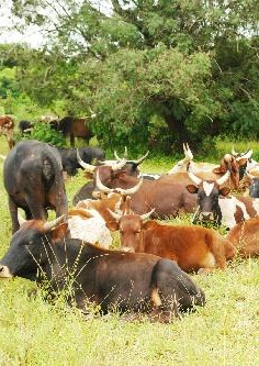 A beneficiária, Domingas Lussati, encorajou a “People In Need”, no sentido de prosseguirem com este mesmo gesto, de formas abranger mais camponeses que, segundo acredita contribuirá grandemente para a repovoação da espécie, bem como o aumento da produção agrícola. 
