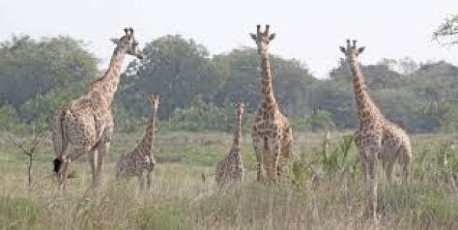Trata-se de um total de duzentas impalas, o mesmo número de pivas e cinquenta facóceros, movimentados do Parque Nacional da Gorongosa, em Sofala.