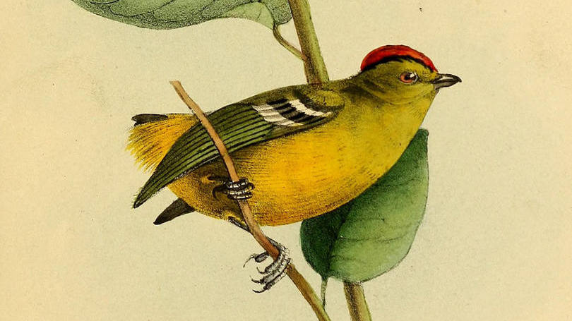 Calyptura cristata: não existem registros do pássaro há mais de 20 anos