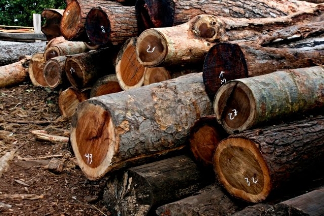 Vinte moçambicanos e dois chineses estão presos desde a última quinta-feira no Malawi por abate ilegal de madeira, num dos parques nacionais daquele país, colocando em risco a biodiversidade.