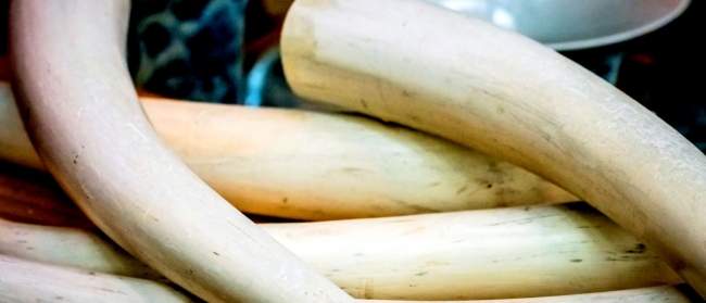 O Vietname é um dos principais pontos de trânsito dos mesmos e um dos maiores consumidores do mundo.