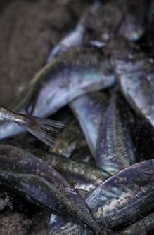 Os participantes do conselho consultivo recomendaram a continuação da importação do carapau como uma alternativa às medidas e gestão adoptadas para este recurso. 