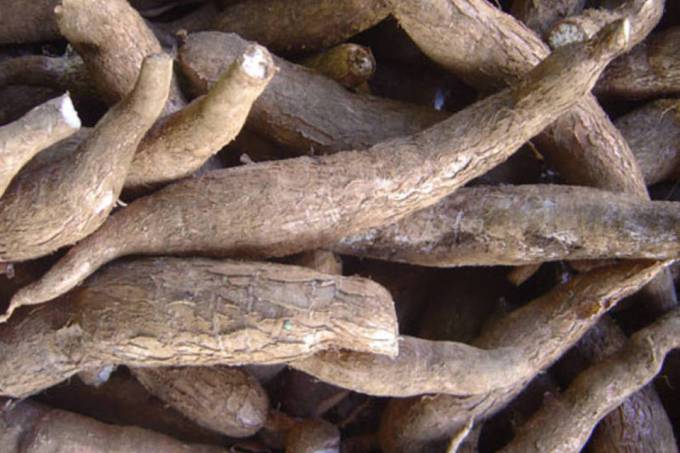 Mandioca: pãozinho francês está perdendo seu trono para a tapioca