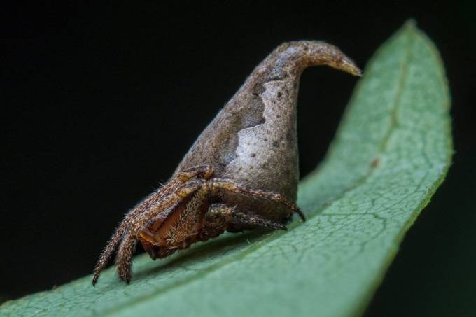 Descoberta: a autora de Harry Potter, J. K. Rowling, chegou a expressar sua alegria pelo Twitter