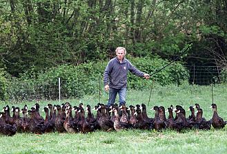 Surto de gripe aviária na Europa Central 