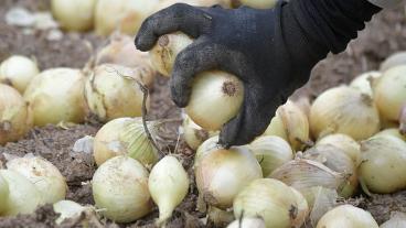 Cebolas que não fazem chorar