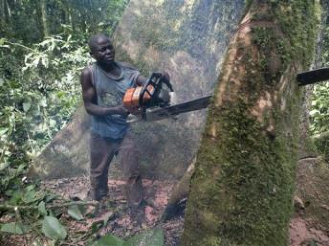 Suspensa emissão de licenças de exploração florestal