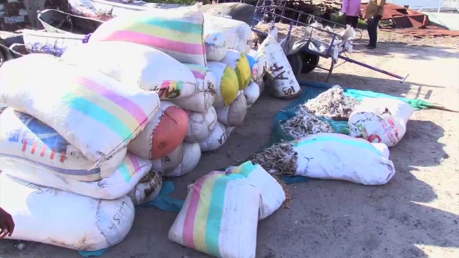 Apreendidas 14 toneladas de pescado capturado no período de veda