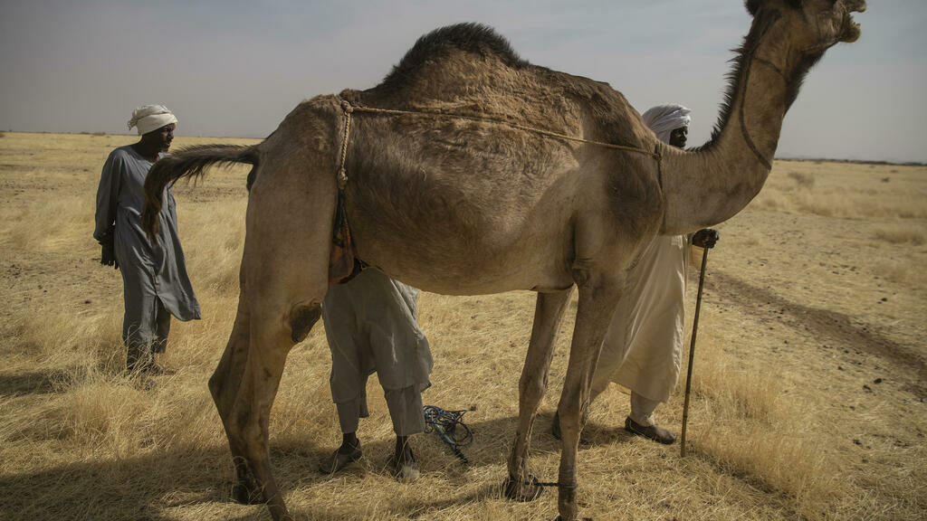 Mais de 125 mortos e 50 mil deslocados em novos confrontos no Darfur
