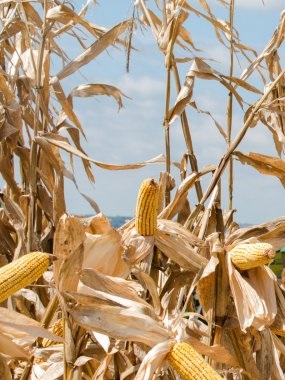 Grupo Carrinho compra primeira produção de milho nacional para transformar nas suas fábricas