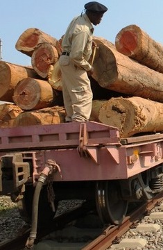 Cabinda: Empresas proibidas de de explorar medeira