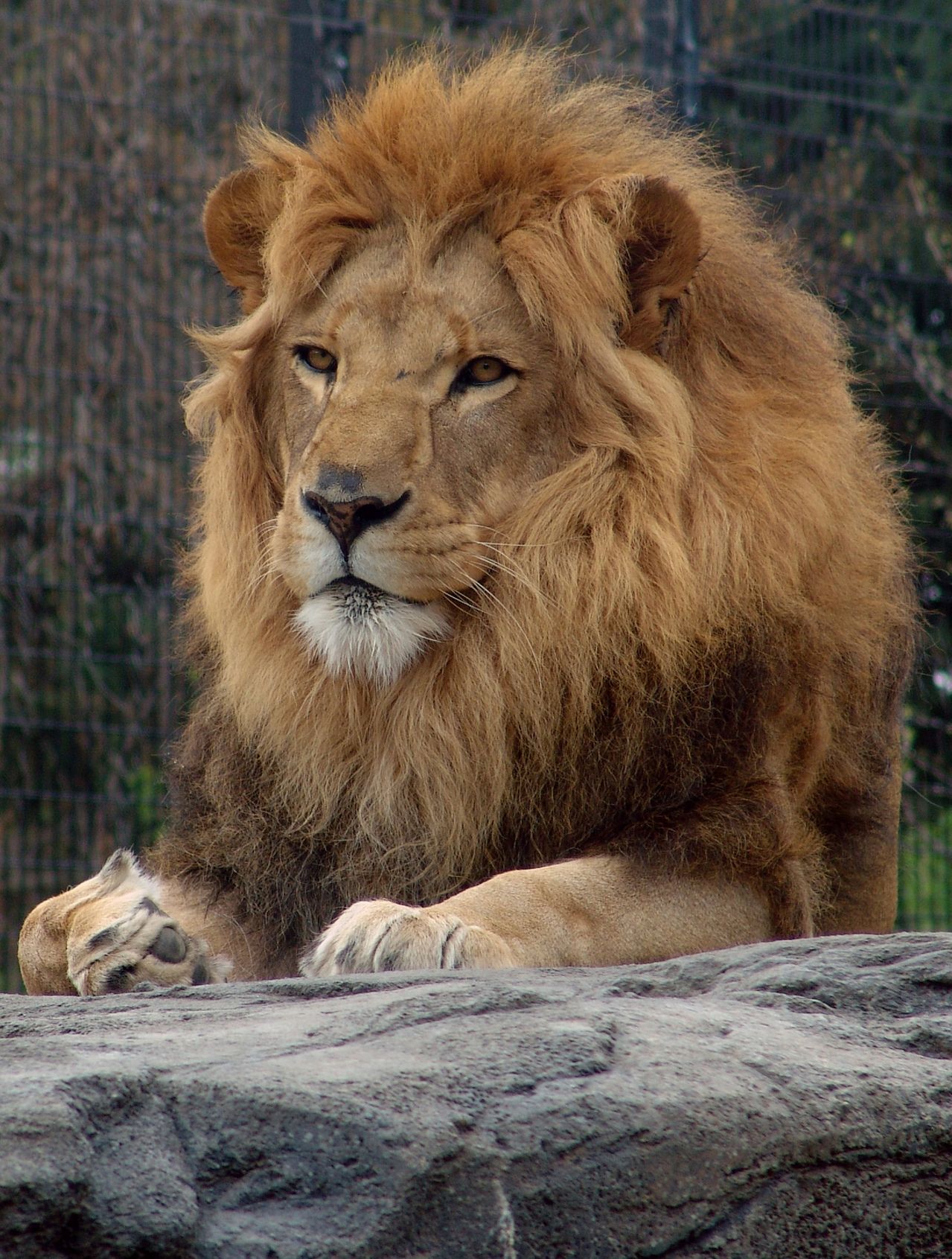 ONGs fizeram alerta hoje para celebrar o Dia Mundial do Leão
