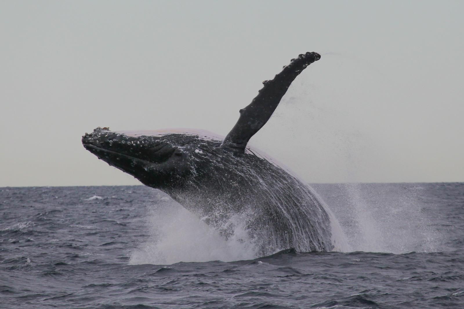 Grupo voltava de uma expedição de pesca nas ilhas Whitsundays