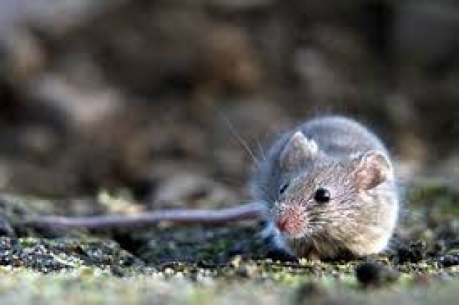 Praga de ratos destrói extensas áreas agrícolas de gergelim e feijão bóer, no distrito de Mutarara, em Tete.