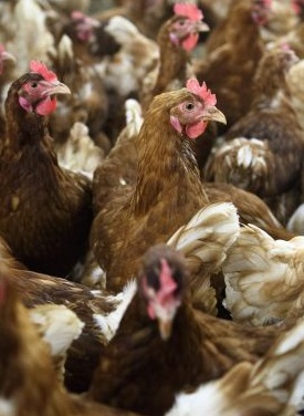 A doença, que nas últimas décadas tem afectado essencialmente os países asiáticos, com a morte de milhões de aves, provocando um severo impacto nas suas economias