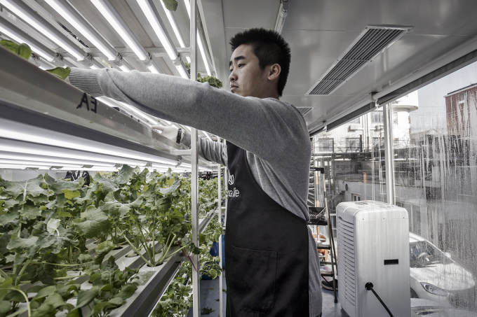 Estudo aponta que em climas mais frios, como o do nordeste dos EUA, a redução das emissões é mínima com hortas urbanas