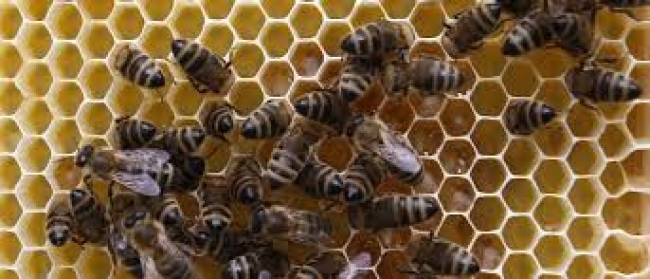 UE FINANCIA COM CERCA DE €500 MIL ACTIVIDADES PARA PRODUÇÃO DE ME