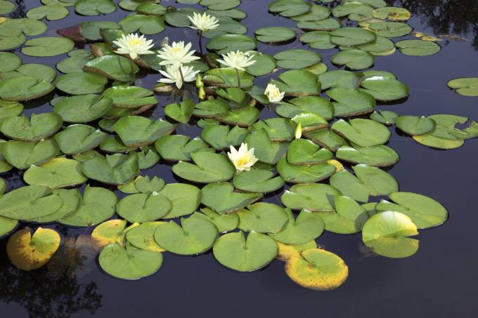 Segundo pesquisador, a proliferação excessiva de plantas aquáticas em reservatórios de água é, na verdade, um problema de gestão