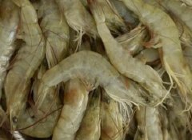 SOFALA: APREENDIDAS CERCA DE 8 TONELADAS DE CAMARÃO CAPTURADO ILEGALMENTE