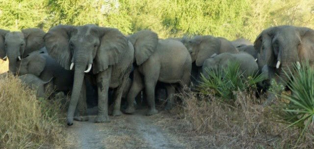 GOVERNO DISPONIBILIZA DE MAIS DE USD 100 MILHÕES PARA PROTECÇÃO DA BIODIVERSIDADE