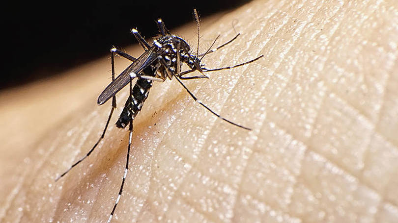 Mosquito Aedes aegypti: o vírus do zika é transmitido pelo mesmo mosquito que provoca a dengue e o Chikungunya - que provocam, por exemplo, gripes e febre