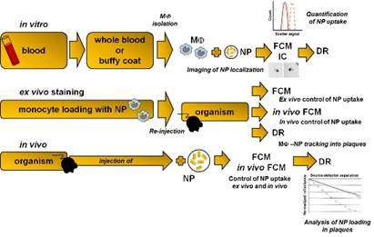 PNB carga e quantificação da eficiência de carga diferencial das partículas utilizando citometria foi desenvolvido,