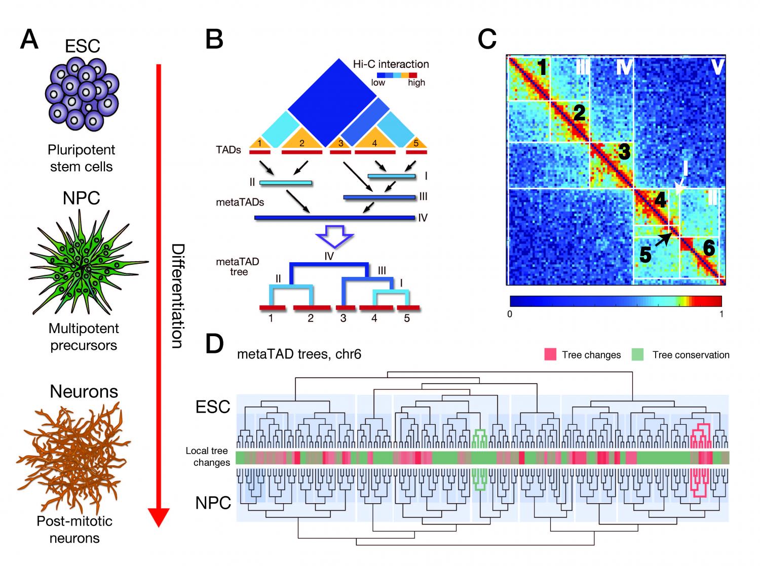 O trabalho foi publicado na revista Molecular Systems Biology