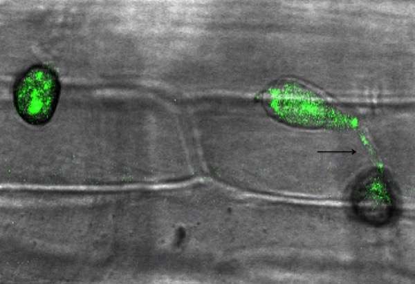Anteriormente, Bais e sua equipe de pesquisa isolado Pseudomonas chlororaphis EA105,