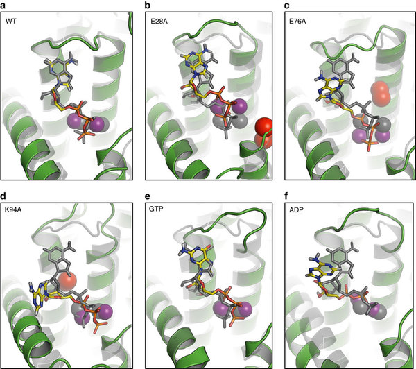 Os cientistas produziram o mapa estrutural deste nanomachine - quinase diacilglicerol - usando um "bater e correr" técnica de cristalografia.
