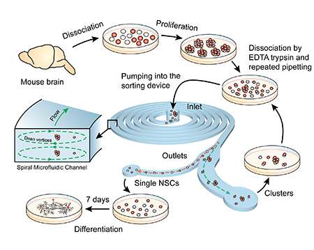Infelizmente, os cientistas ainda não têm uma compreensão completa de como essas células se comportam e se diferenciar,